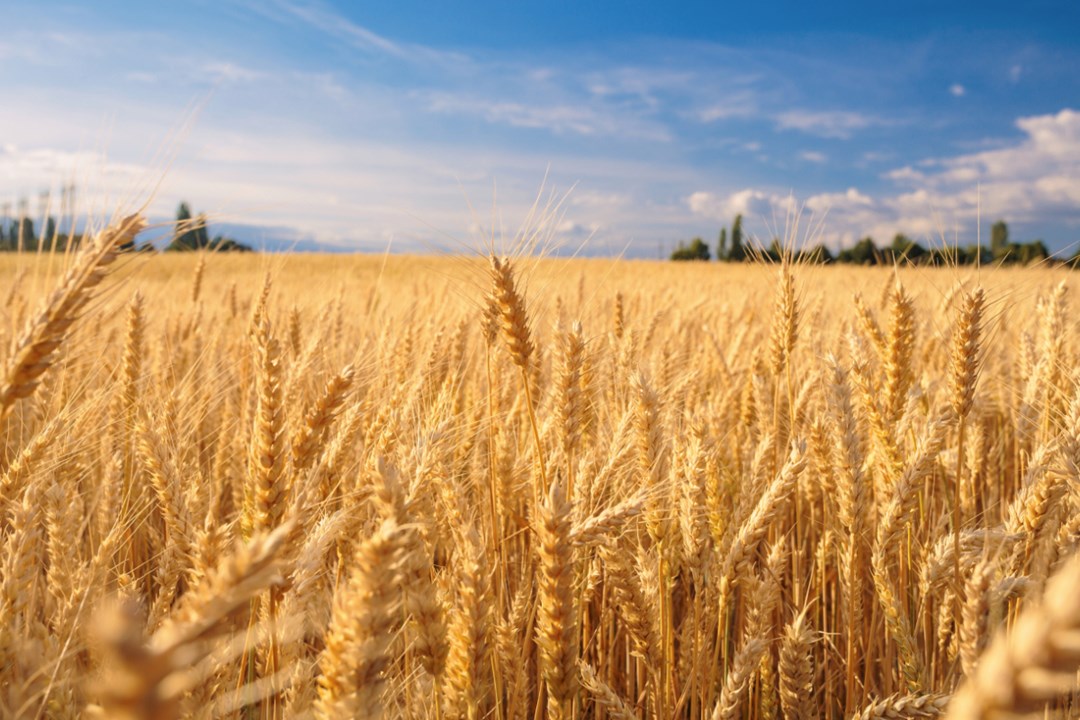 wheat
