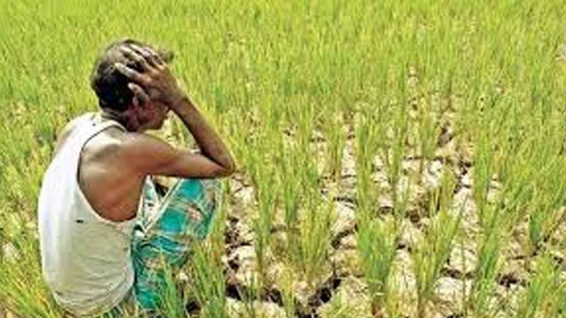 Crop Insurance
