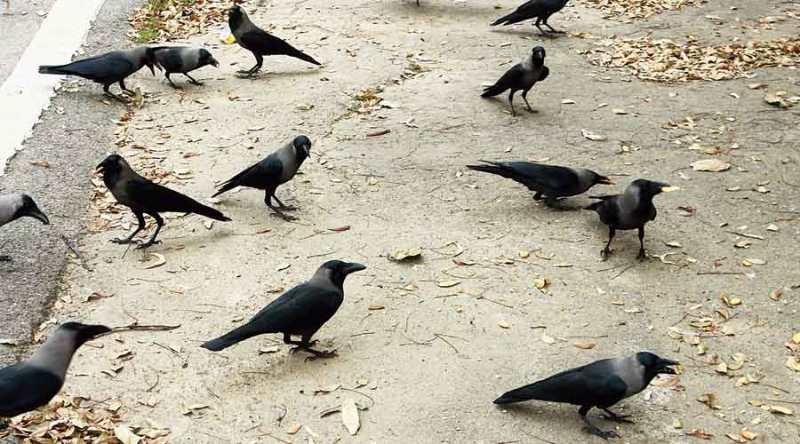 Crow death in Rajasthan