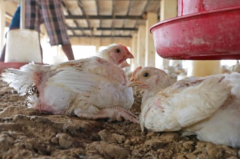 Bird Flu in India