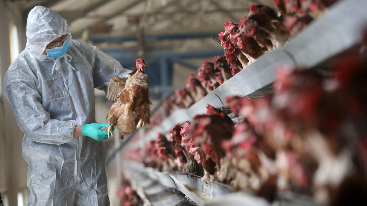 Bird Flu