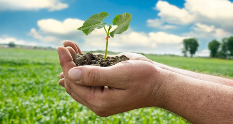 Agriculture Sector