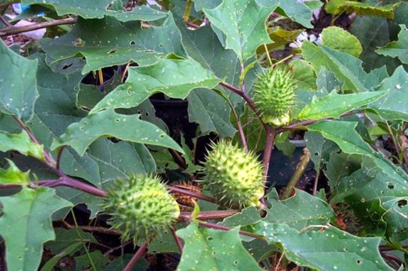Medicinal Plant