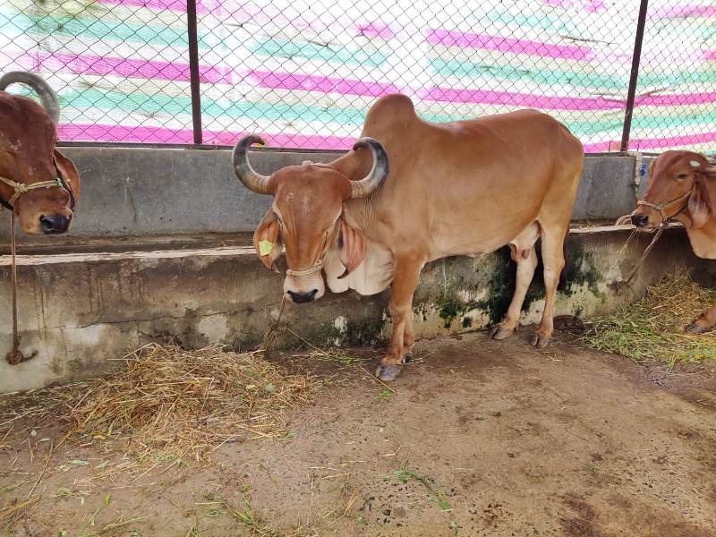 Animal Husbandry