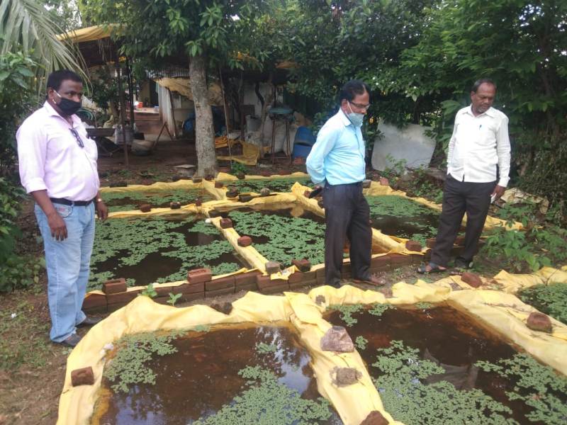 Cow Rearing