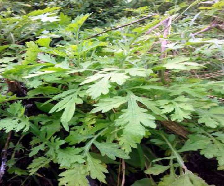 Kunja Plant
