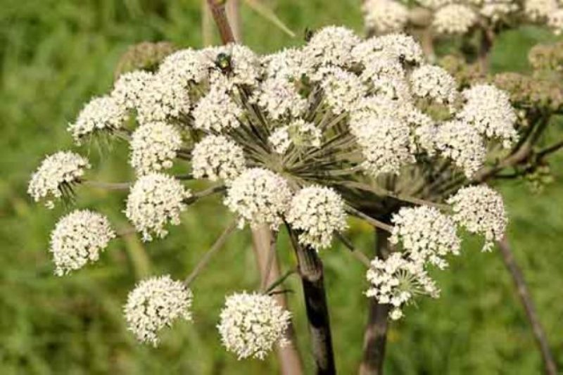 Cumin Cultivation