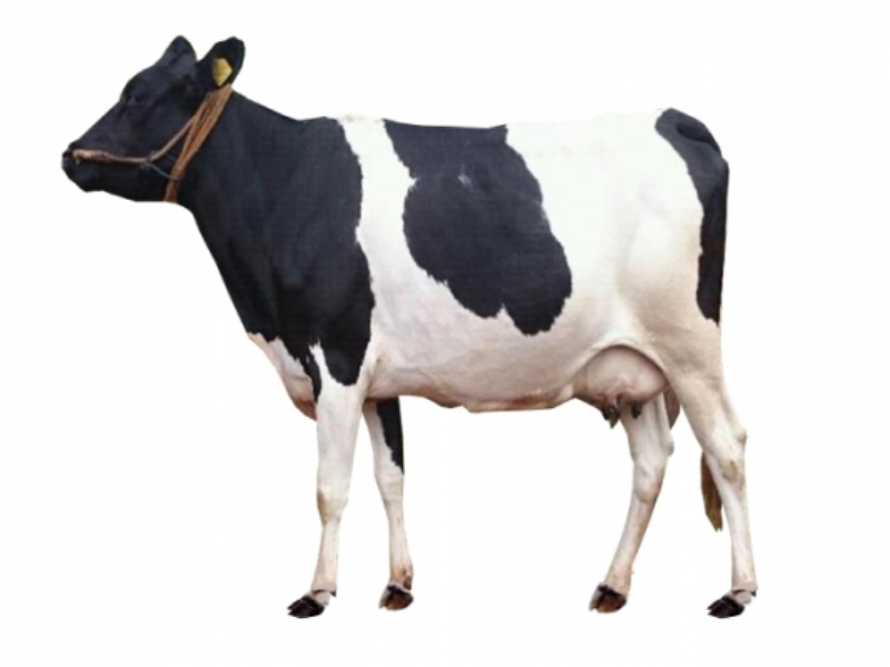 Siri Cow