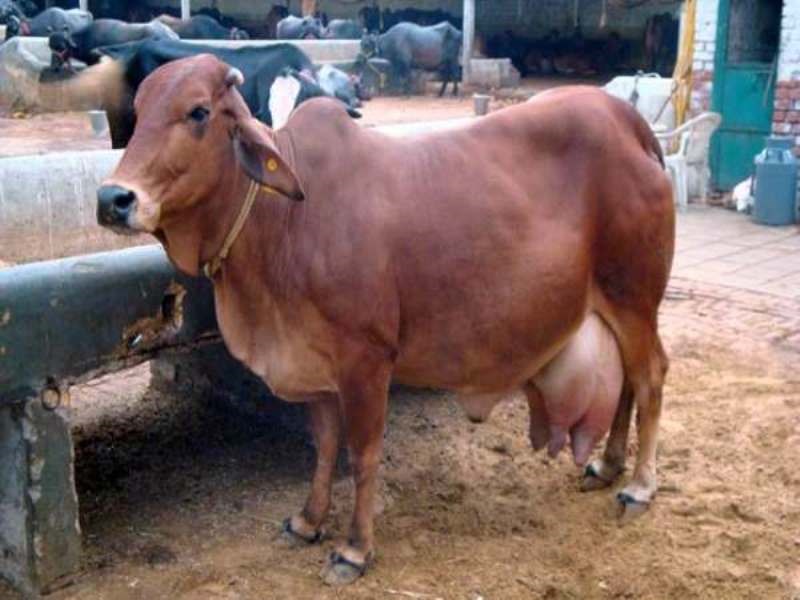 raathee cow