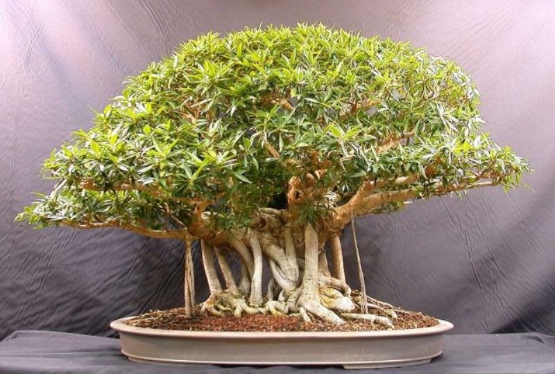 Bonsai Plant Business