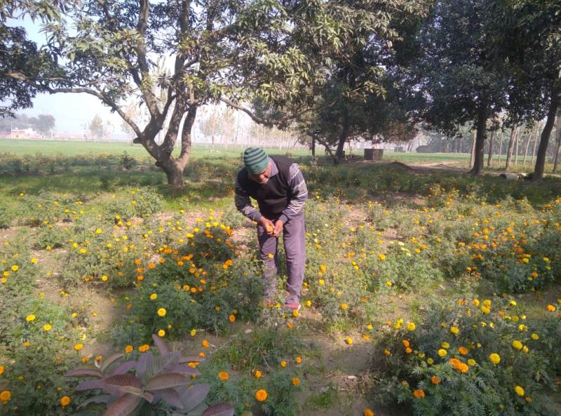 Successful Farmer