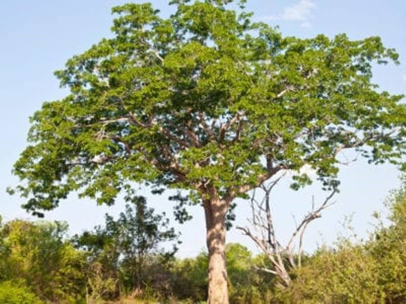 Mahogany