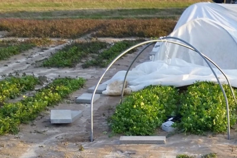 Low Tunnel Plastic Technology