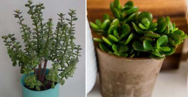 Jade Plant For Money