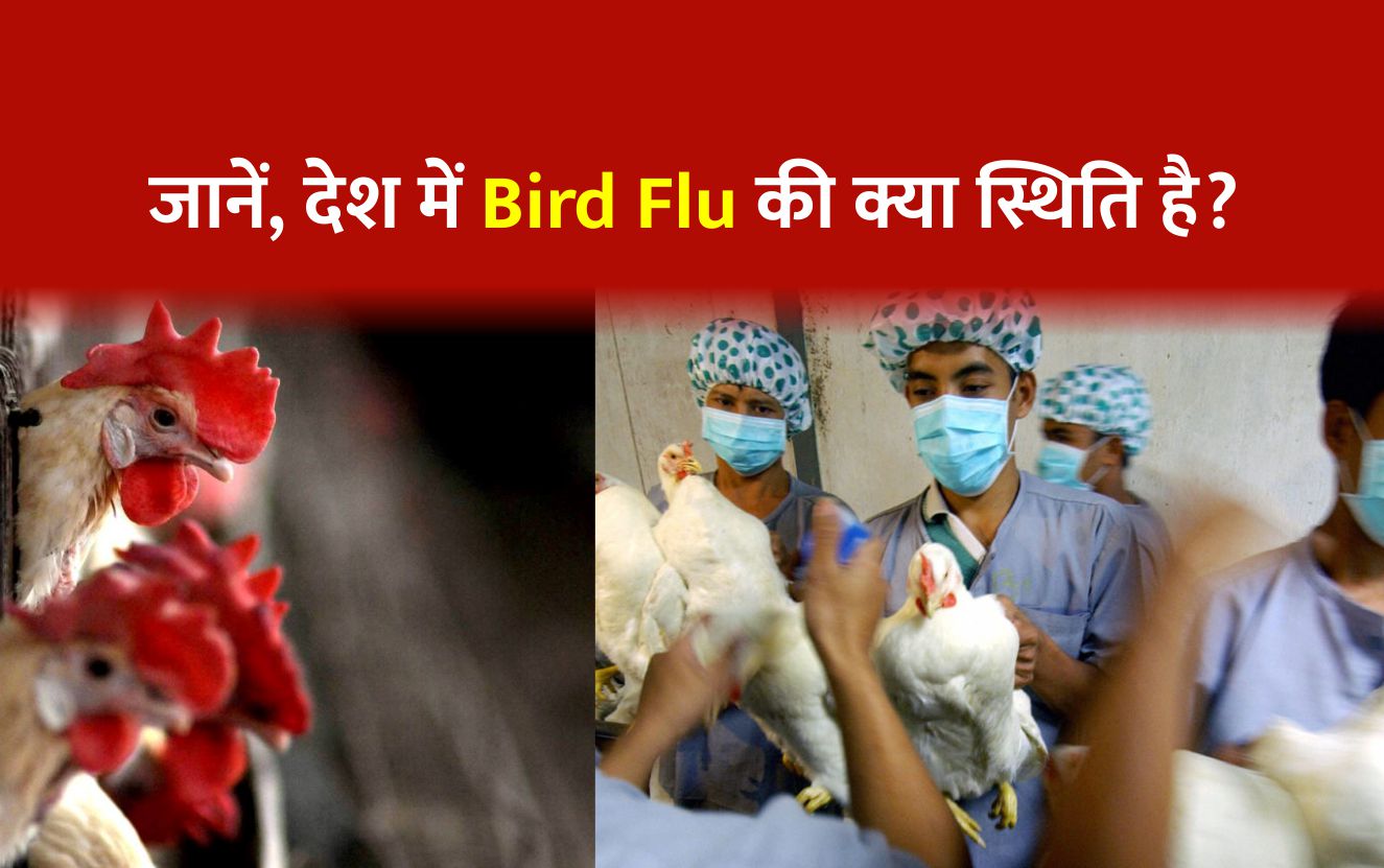 Bird Flu: देश के इन 11 राज्यों में हुई बर्ड फ्लू की पुष्टि - Bird Flu ...