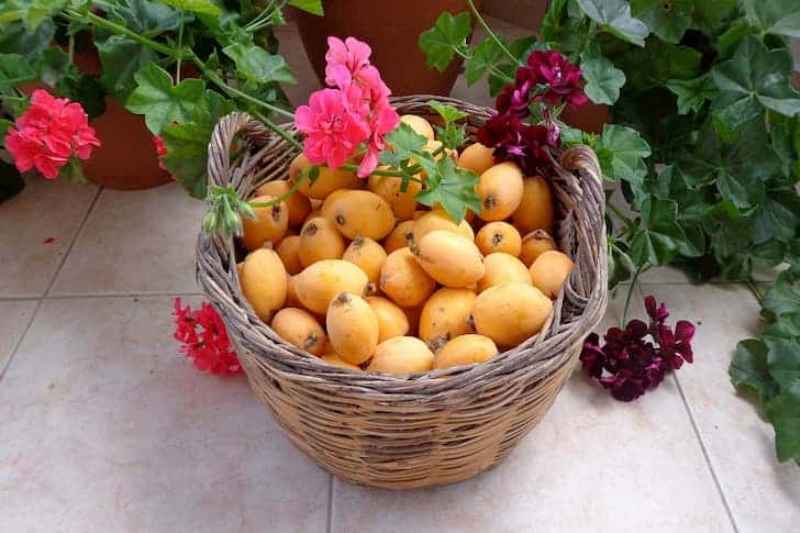 Loquat Fruit Benefits