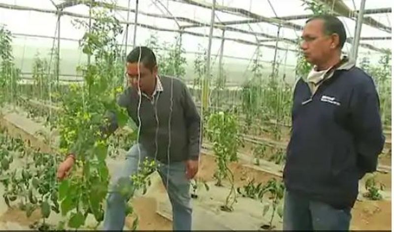 Successful Farmer