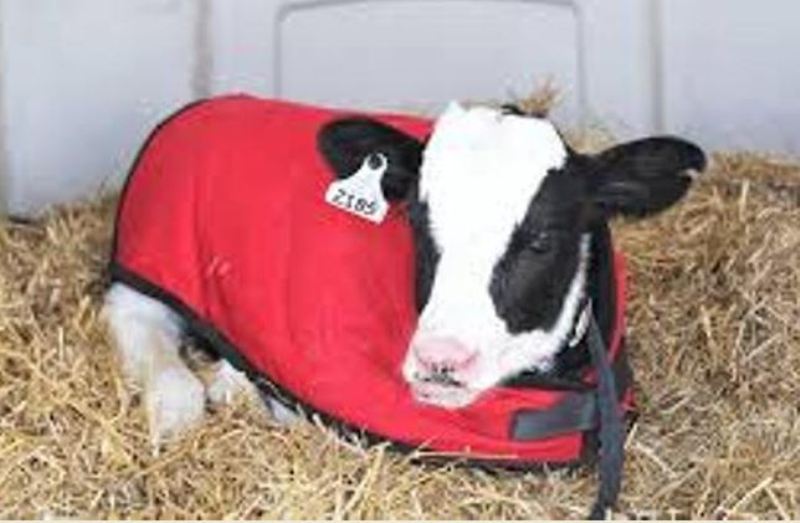 Cow Rearing