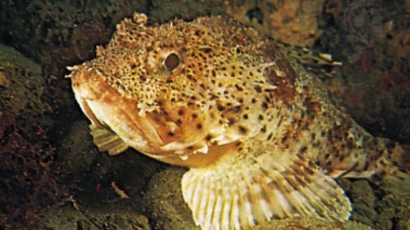 Scorpionfish