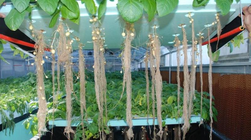Aeroponic Potato Farming