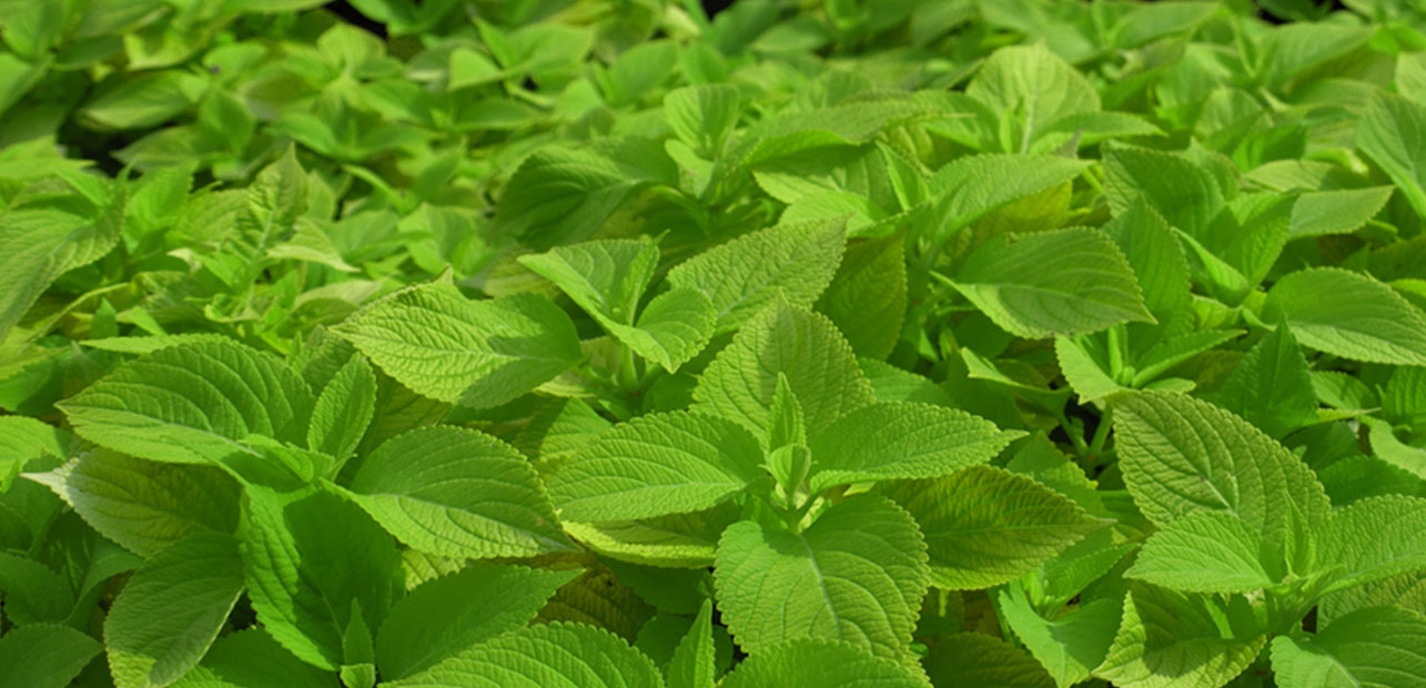 Medicinal Crops