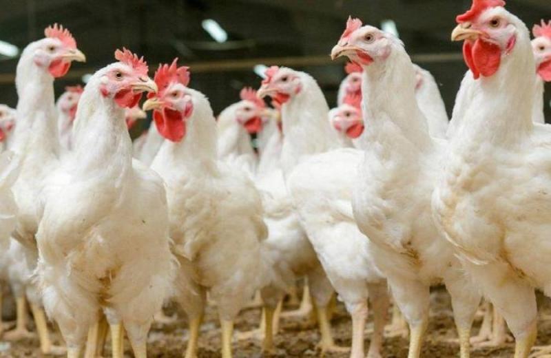 Poultry Farming