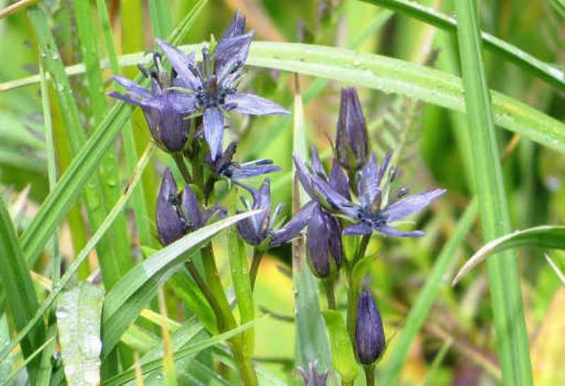 Chirata Plant