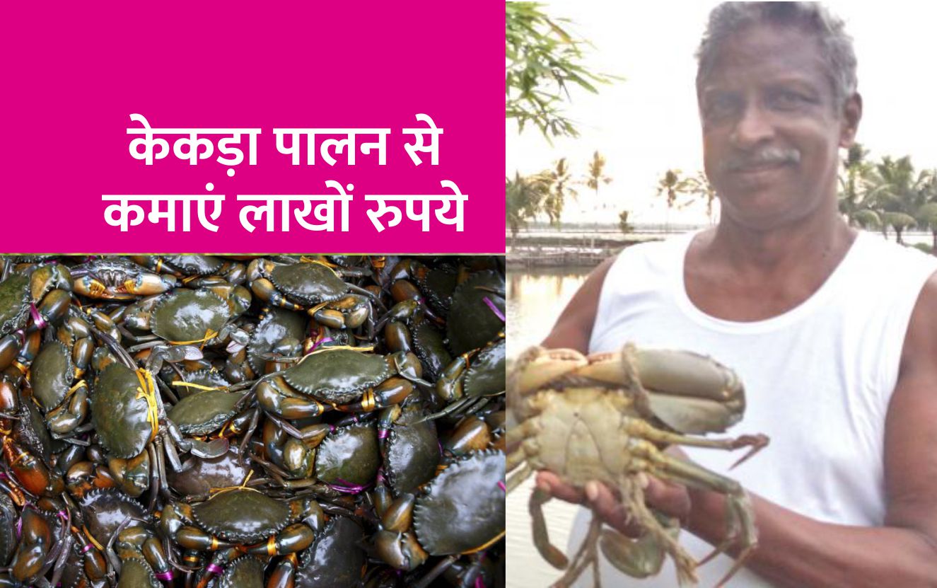 क्रैब या केकड़े पालन से हो जाएंगे मालामाल, आइये जानते हैं पूरी जानकारी