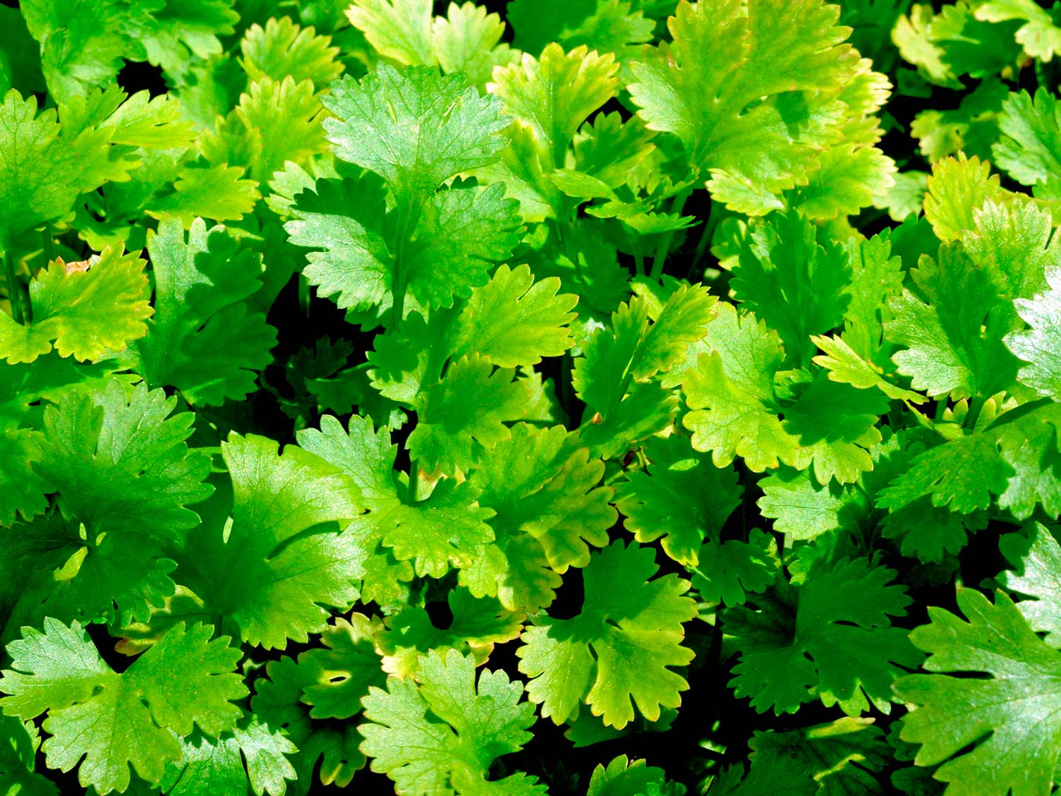 Coriander farming