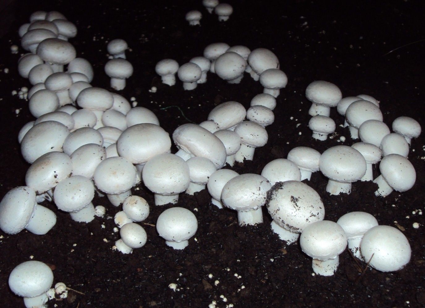 Mushroom