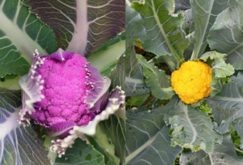 Cauliflower Cultivation