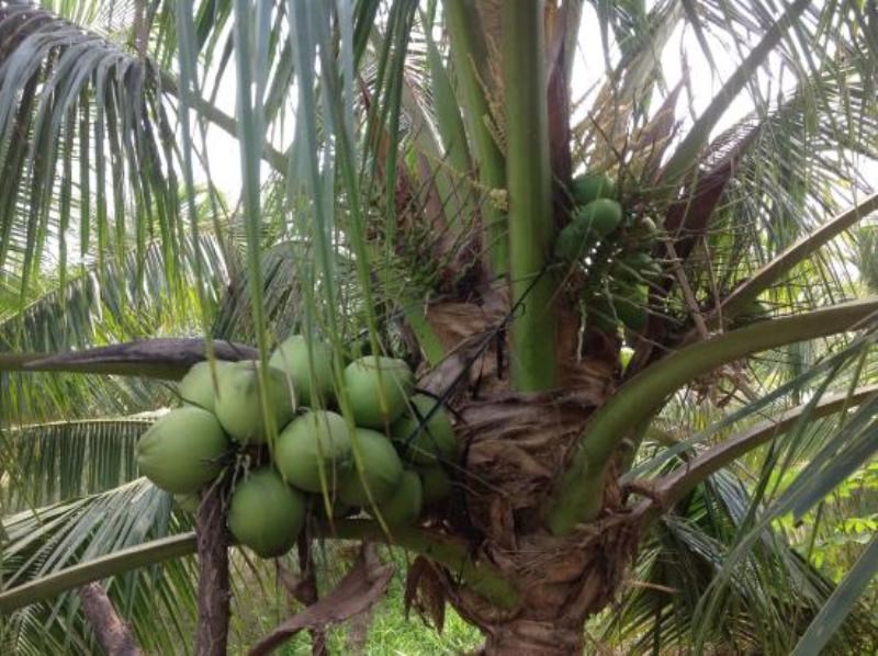 Coconut Farming