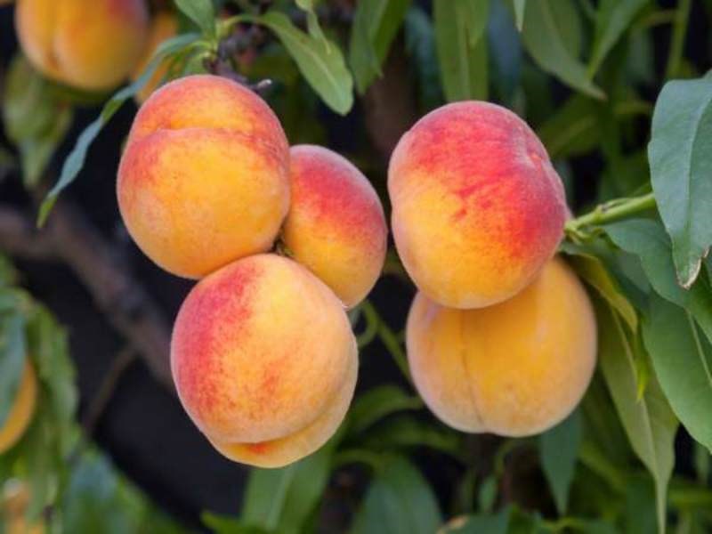 Peach