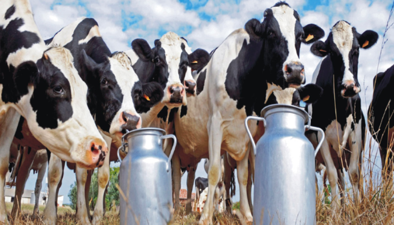 Dairy Farming