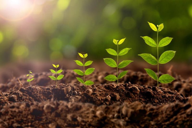 Plant Growth