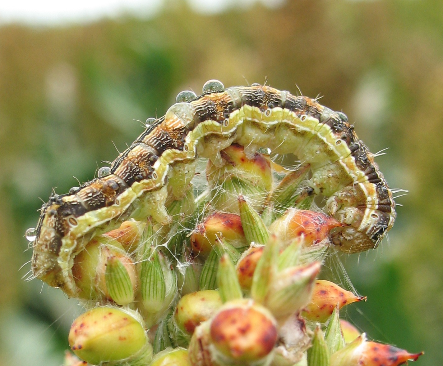 Biological control
