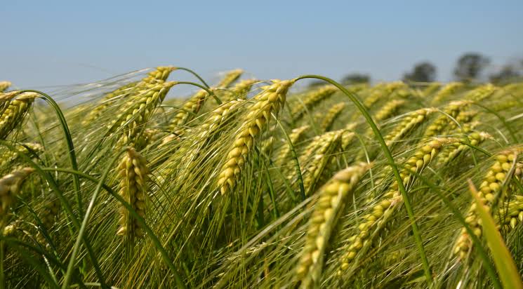 Wheat