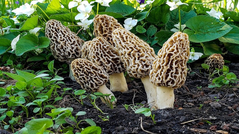 Gucchi Mushroom