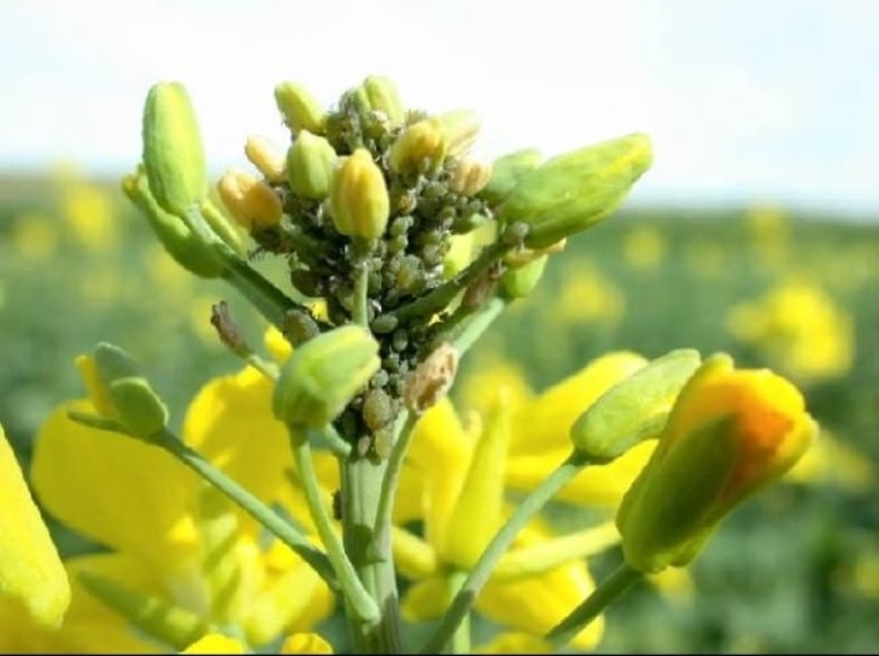 Mustard cultivation