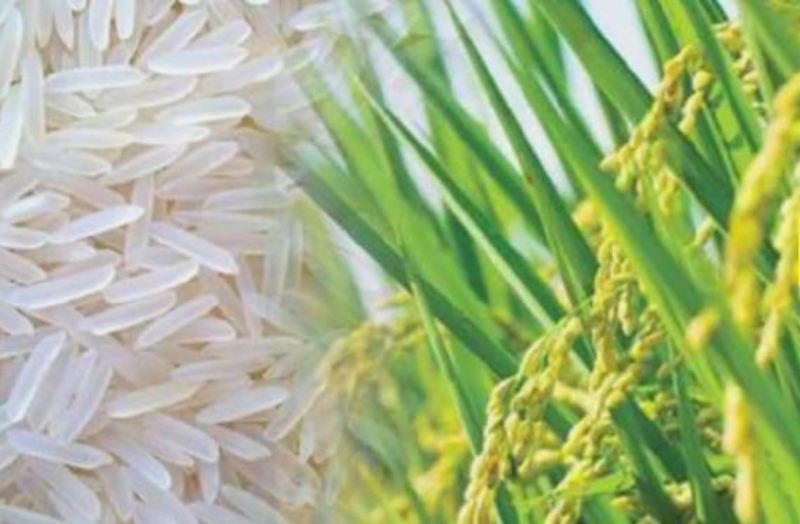 Basmati New Varieties