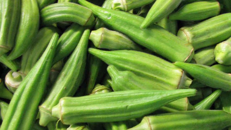 Okra Cultivation