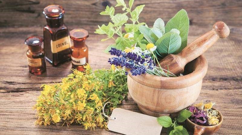 Medicinal Plants Cultivation