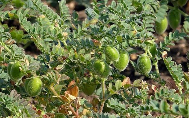 Gram Cultivation