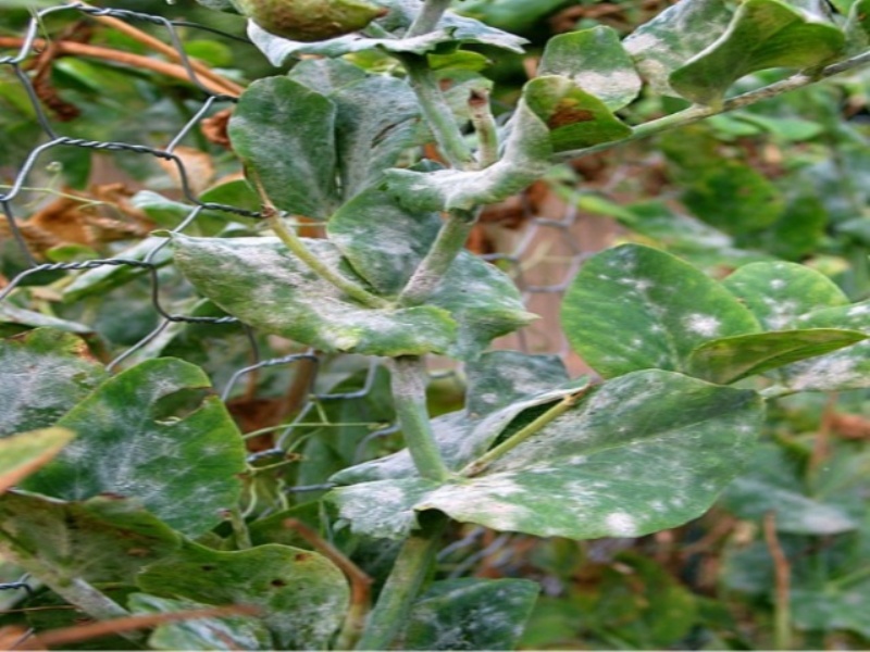 Powdery Mildew