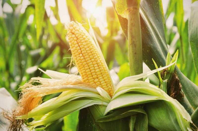 Babycorn Seeds