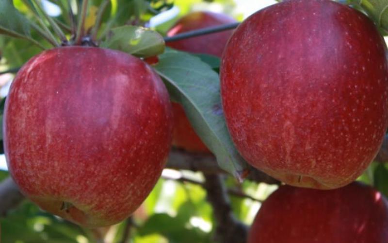 Apple Gardening