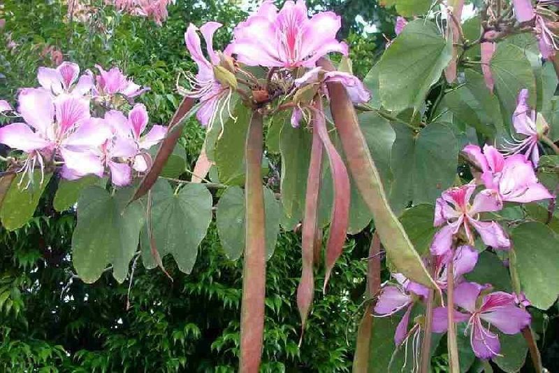 Medicinal Plants