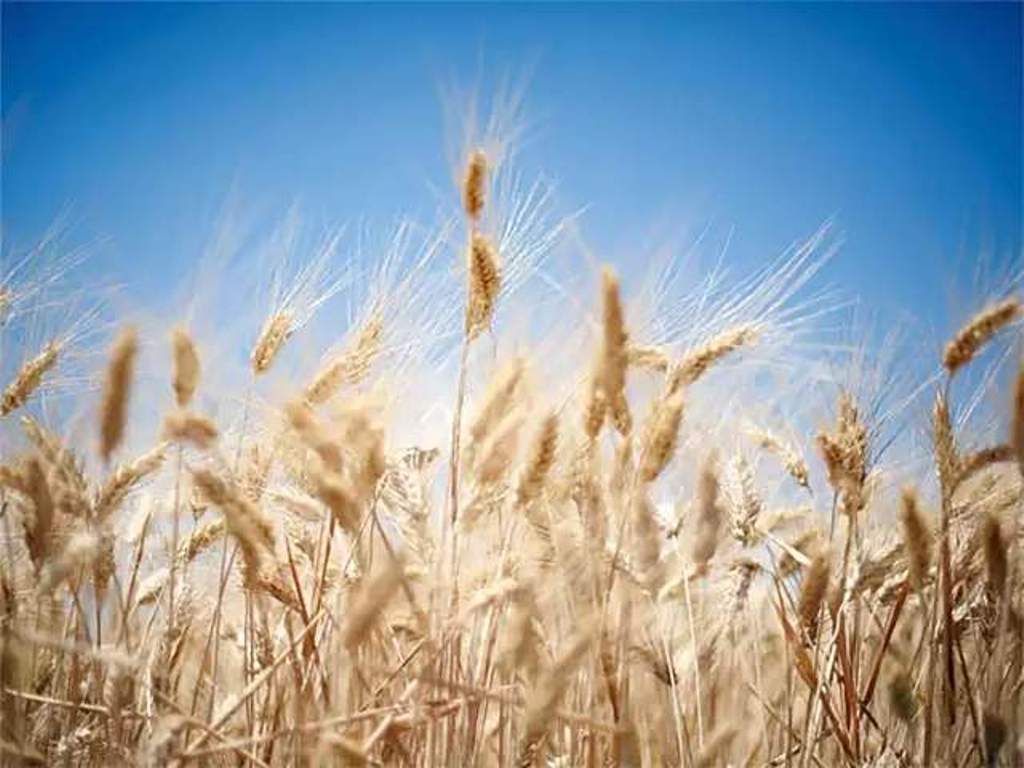 Wheat Production