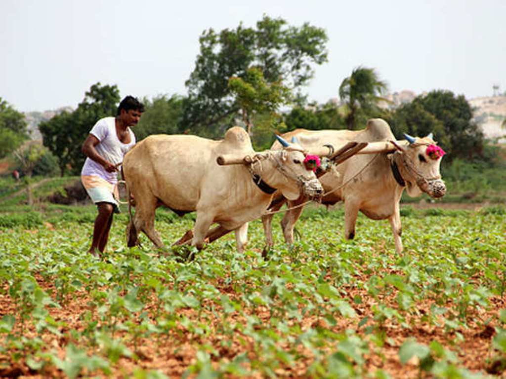Farmer