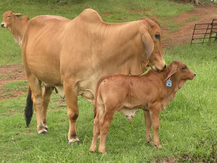 Cow